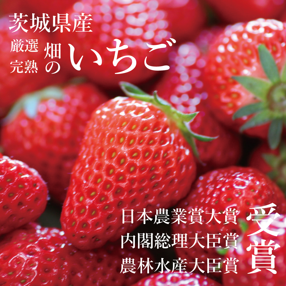 茨城県 鉾田 いちご 紅茶