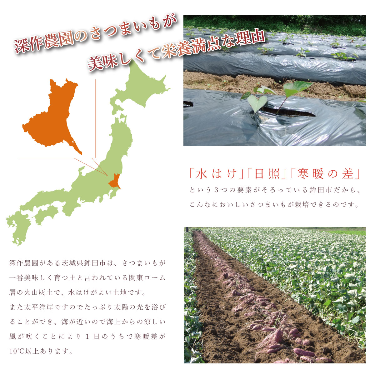 国産 茨城県 鉾田市 べにはるか 紅はるか 焼き芋 さつまいも