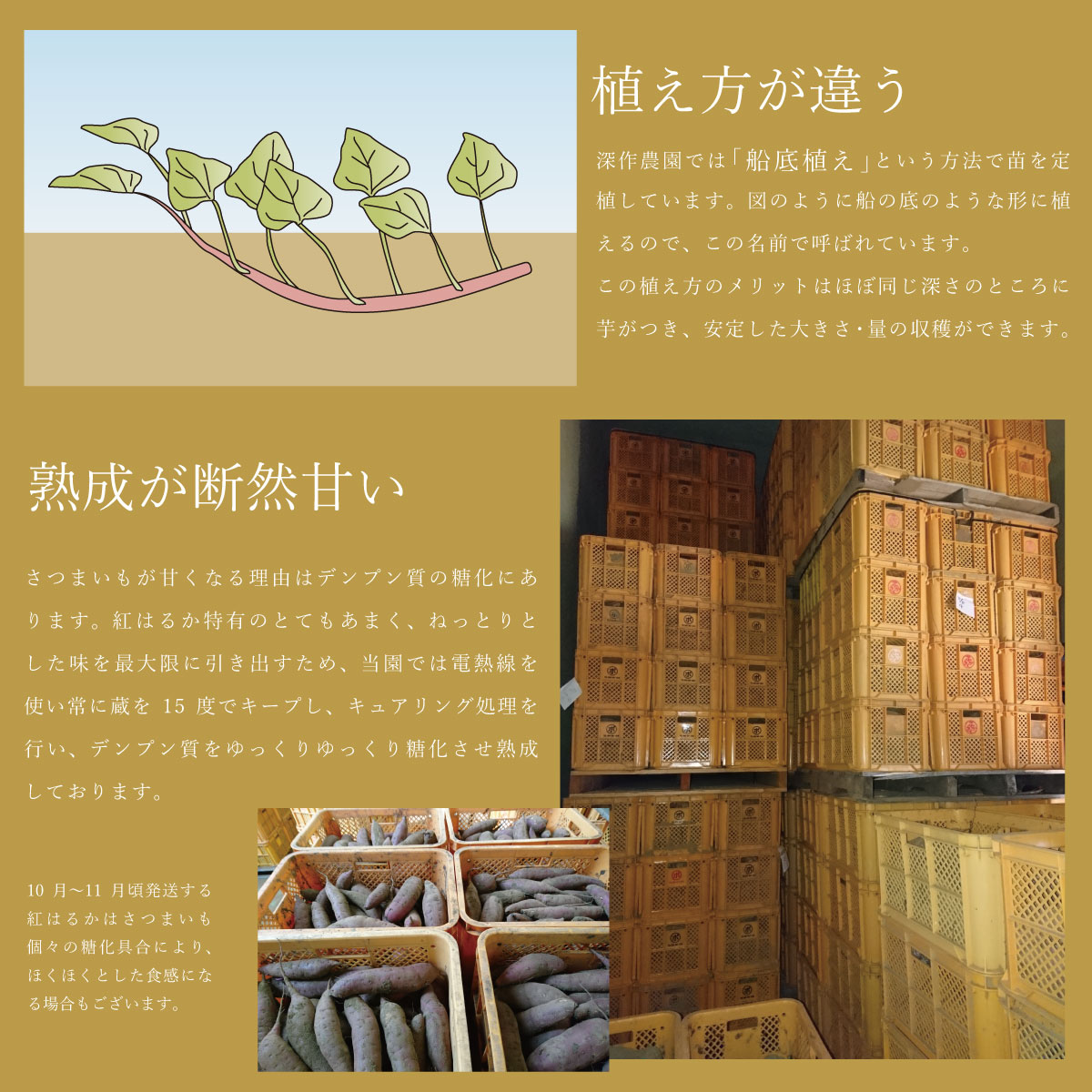 国産 茨城県 鉾田市 べにはるか 紅はるか 焼き芋 さつまいも