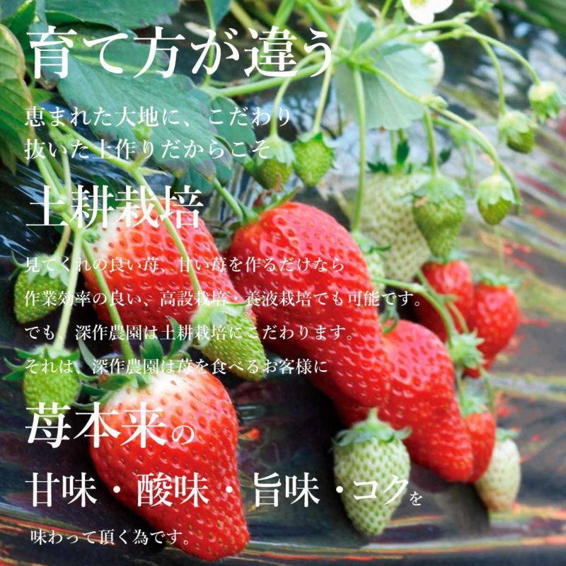 豪華・贈答用いちご 紅白いちご 2パック 食べ比べギフトセット【送料